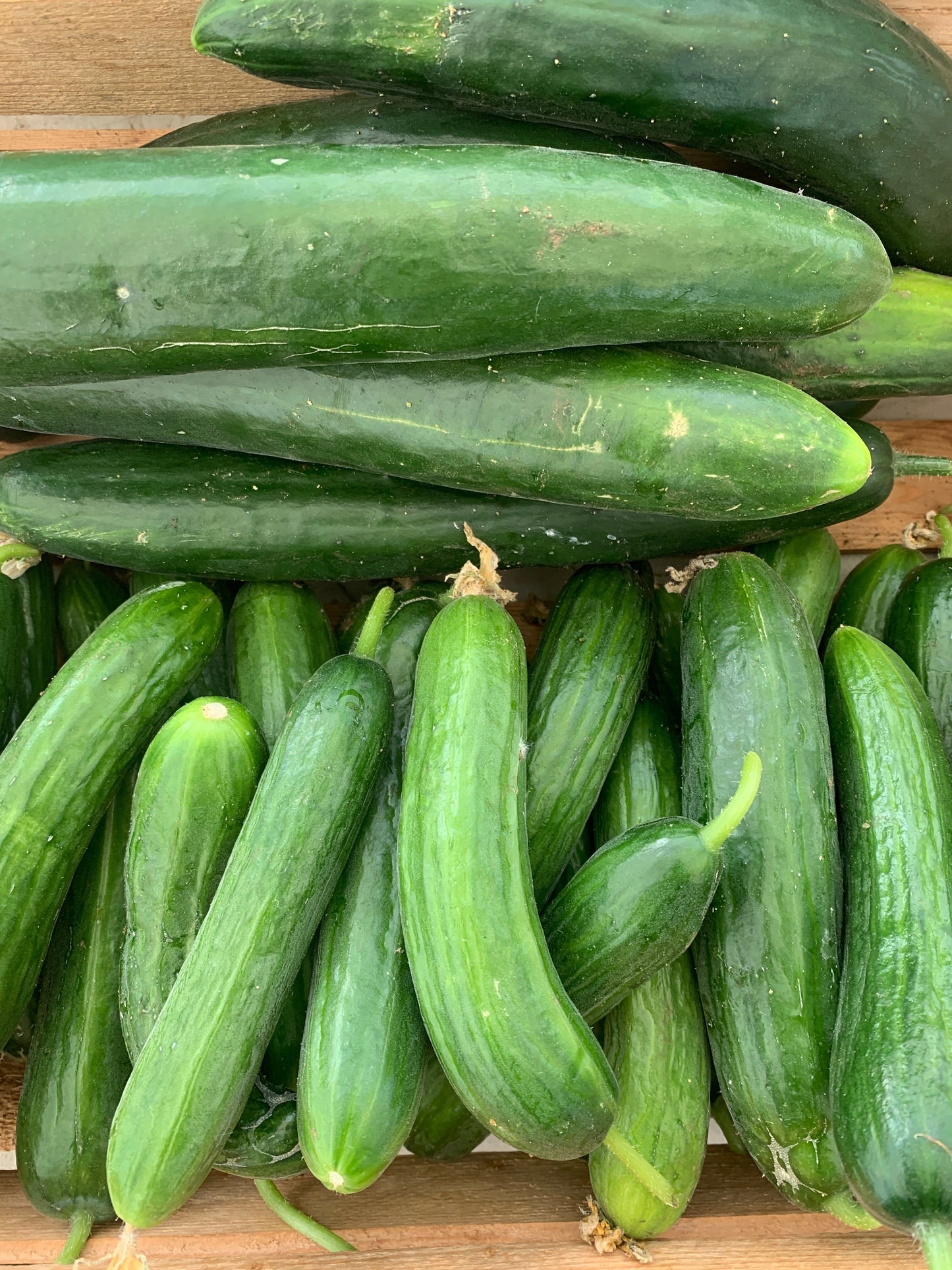 Cucumber - Long English