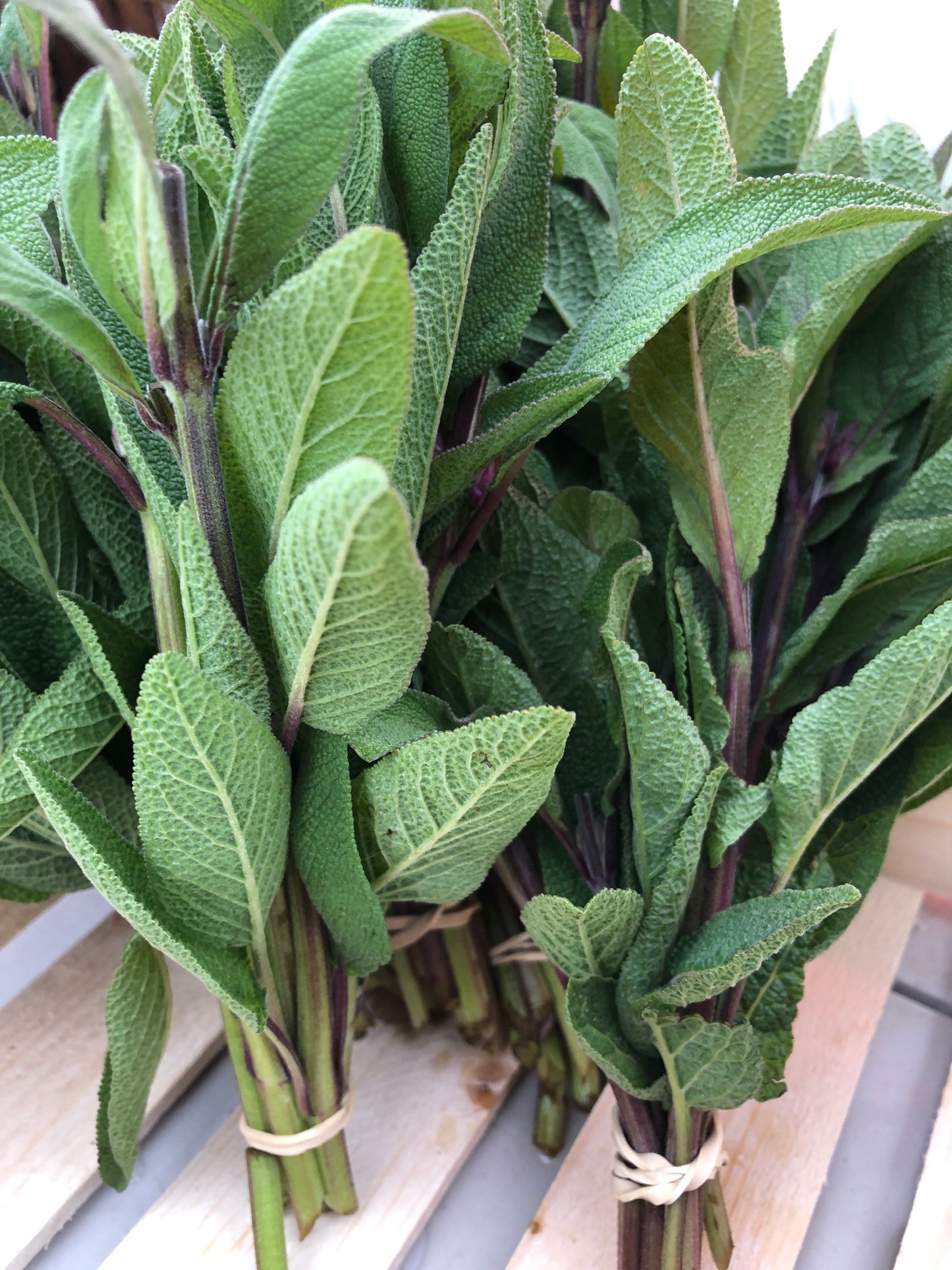 Herbs - Sage
