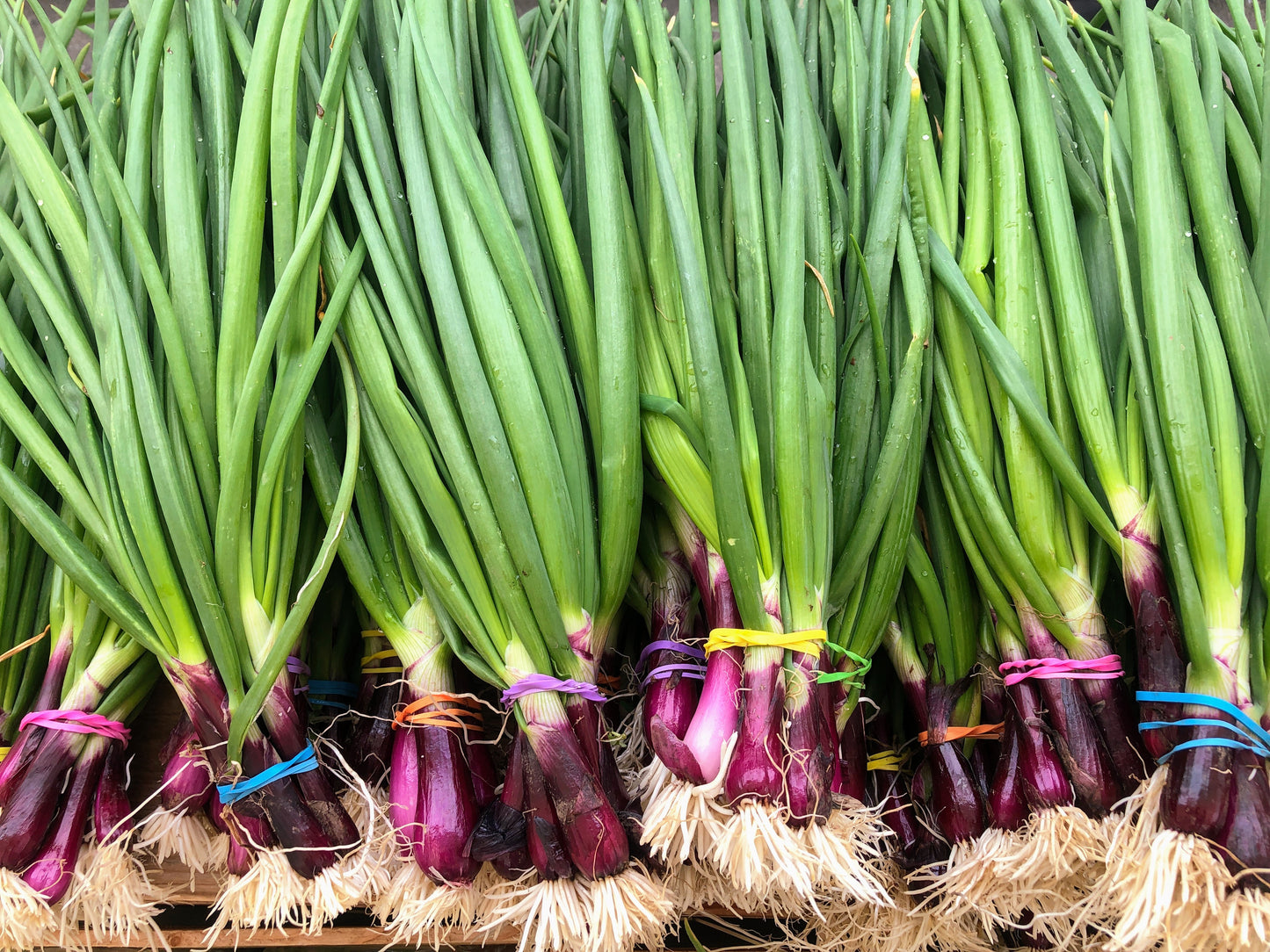 Onion - Purple Salad Onion
