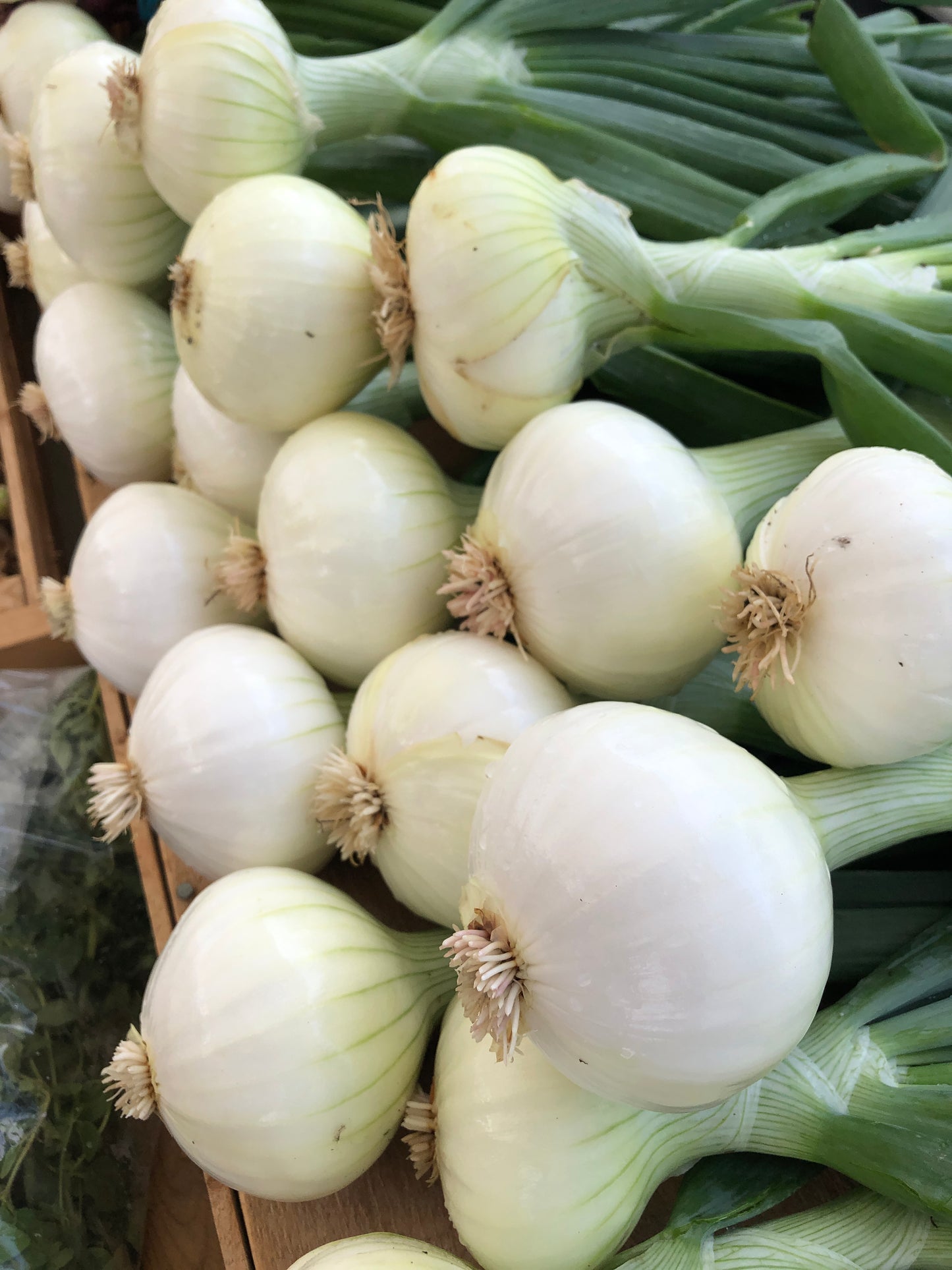 Onions - Sweet
