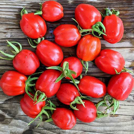 Tomato -Aosta Valley - 1lb JASON'S FAVORITE!