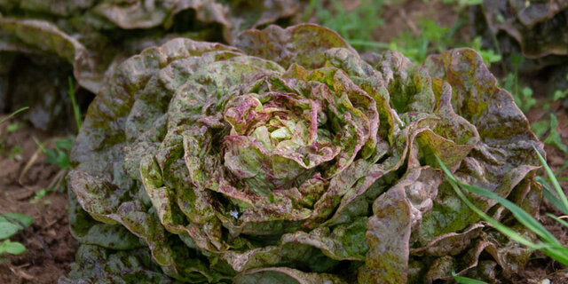 Lettuce Small - Speckled Leaf Butterhead