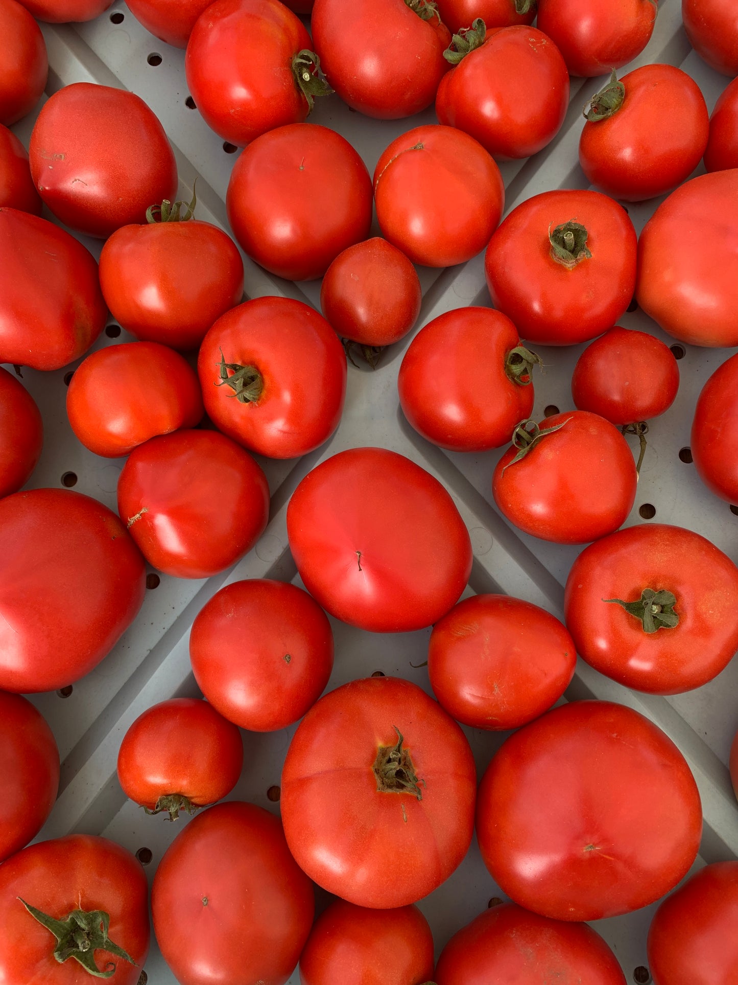 Tomato - Red slicer - 1lb
