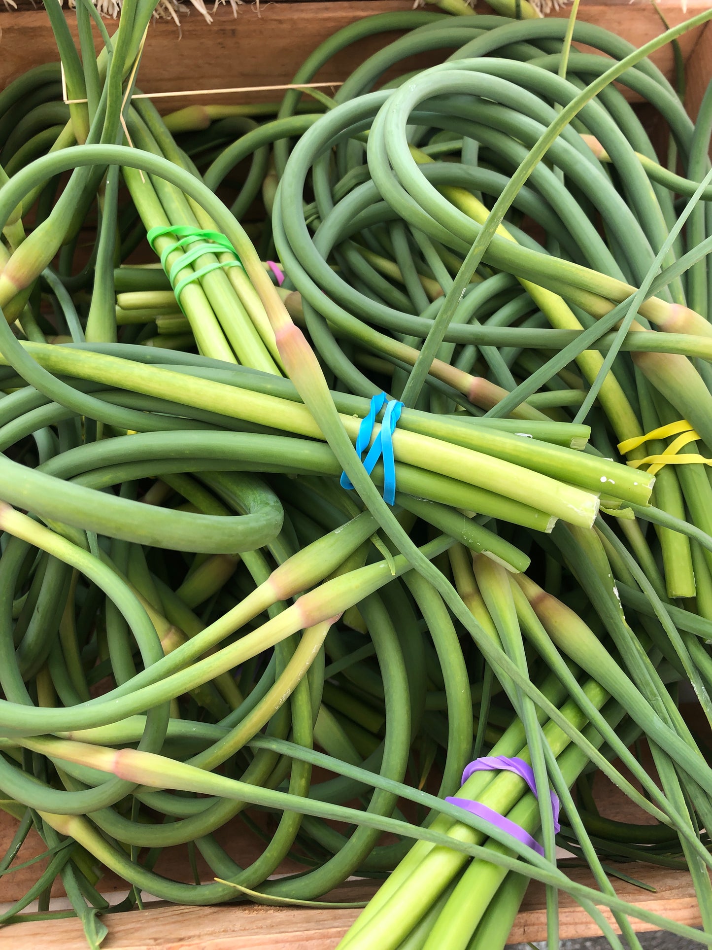 Garlic scapes