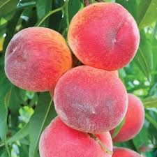 Peaches - Red Havens - Freestone